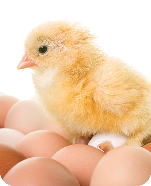 動(dòng)物營(yíng)養(yǎng)